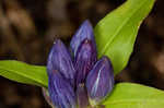 Showy gentian